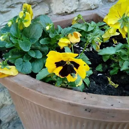 Borgo San Pietro Bed & Breakfast *